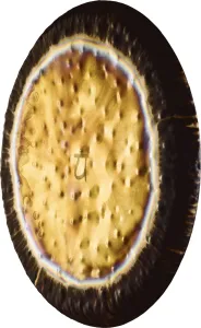 Gong Meinl 36" Chakra Gong - Heart