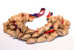 Djudju Afroton Crecelle - Tebessia 55 Cm - 130 Noix