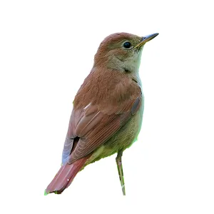 Appeau Fuzeau Rossignol