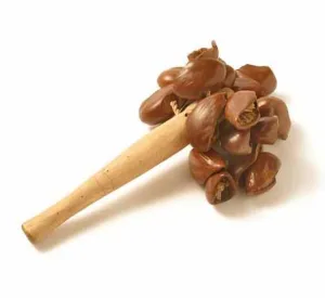 Djudju Yoman A Manche - Noix De Cola