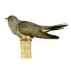 Appeau Fuzeau Coucou