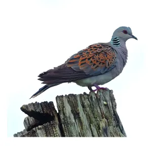 Appeau Fuzeau Tourterelle